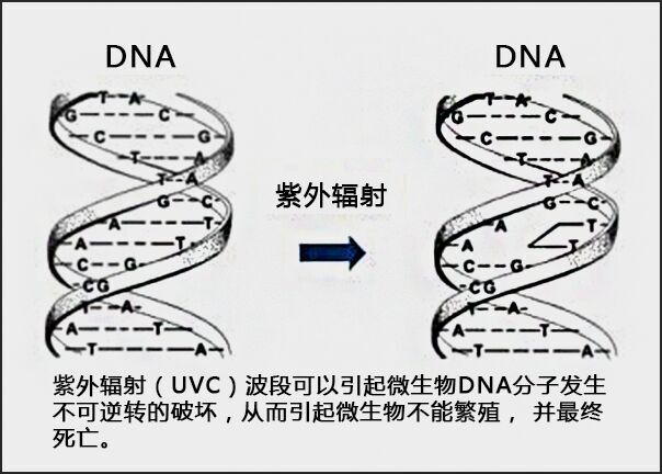 南美白对虾养殖用中压灯紫外线杀菌器工作原理