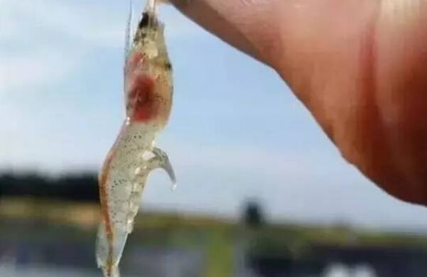 肠炎病