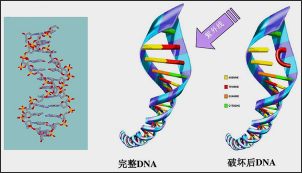 紫外线消毒机理